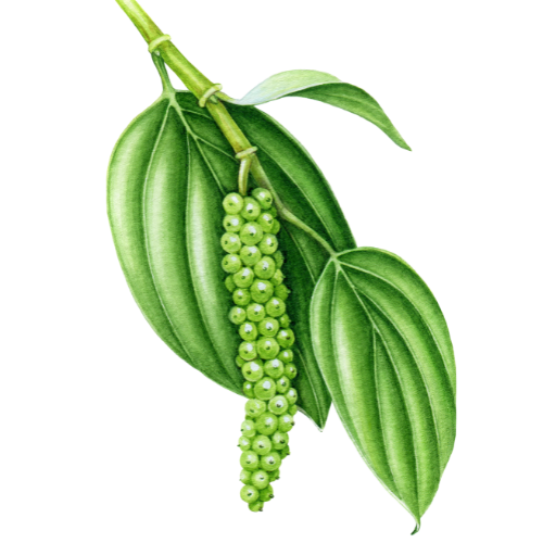 Eletariaa%20International %20The%20Richness%20of%20Highrange%20Spices