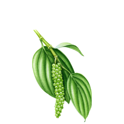 Eletariaa%20International %20The%20Richness%20of%20Highrange%20Spices